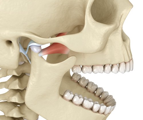 The Temporomandibular joints shown in a 3D illustration of human teeth and jaw