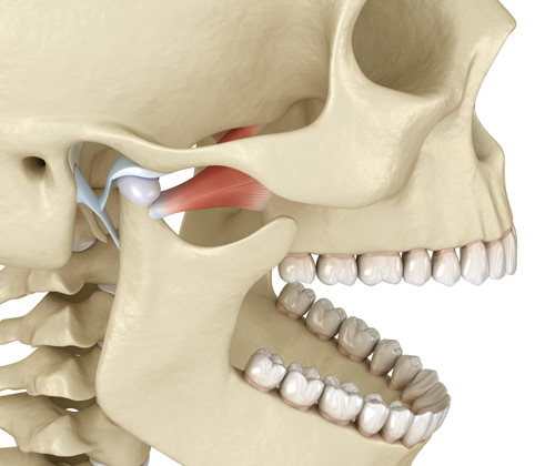 The Temporomandibular joints shown in a 3D illustration of human teeth and jaw